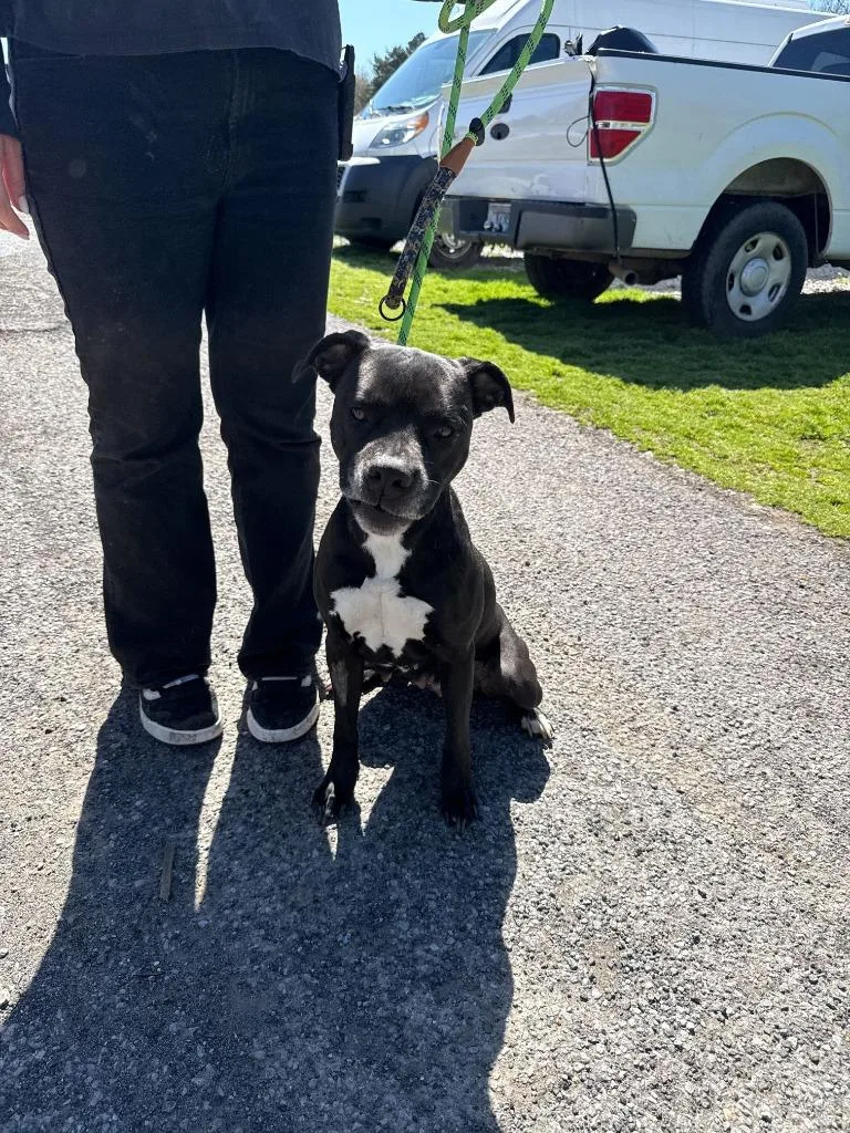 Trista Awaiting Sn Availaible