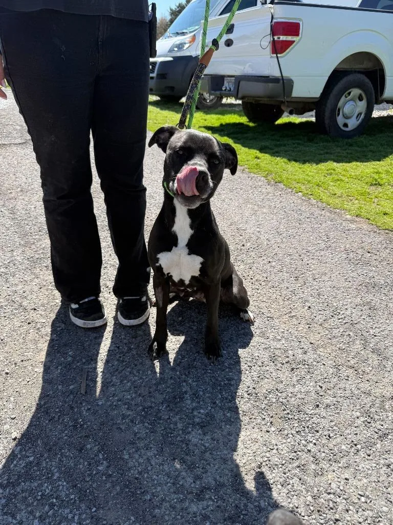 Trista Awaiting Sn Availaible thumbnail 2