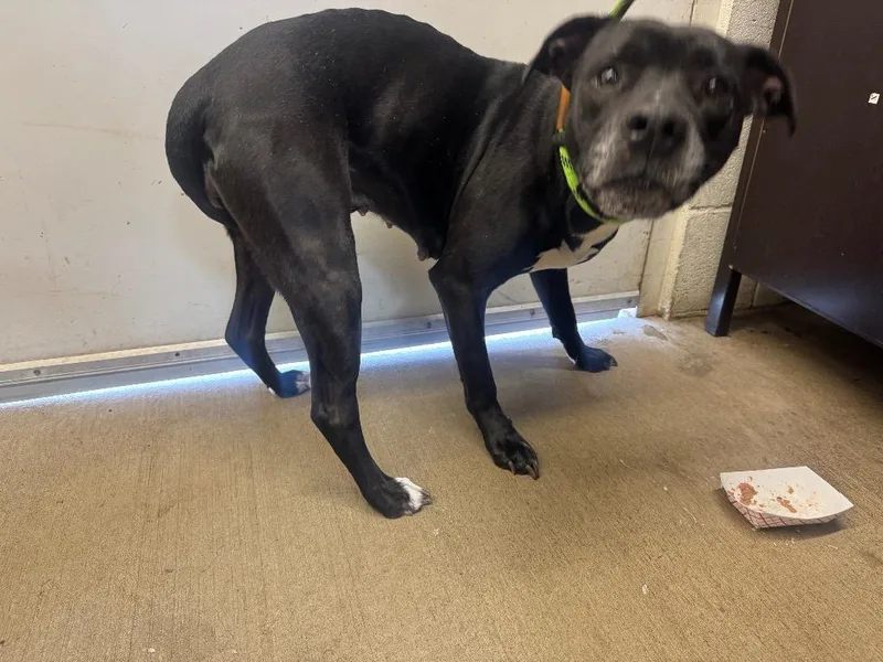 Trista Awaiting Sn Availaible thumbnail 3