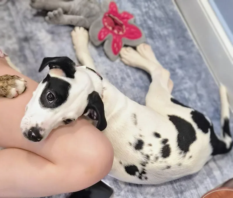A baby medium-sized female Beagle dog named Goose for adoption in Nashville, TN