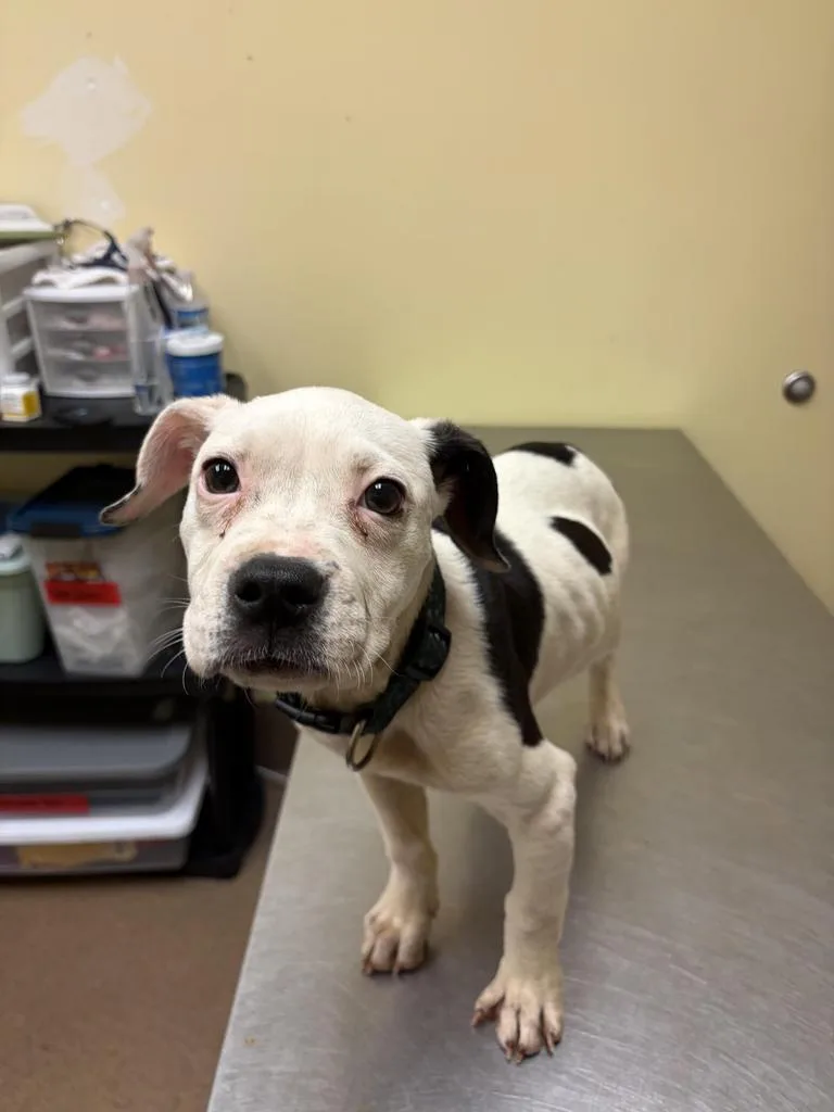 A baby medium-sized male Mixed Breed dog named Zamboni for adoption in Florence, SC
