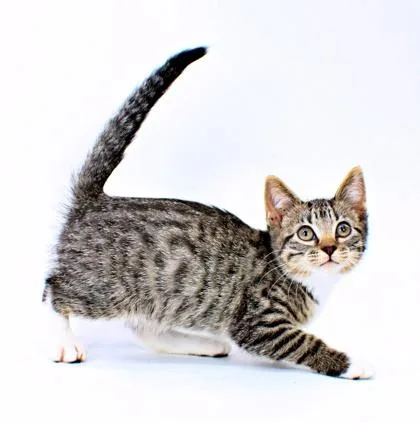 A baby small-sized female Domestic Short Hair cat named Hazel for adoption in Morton Grove, IL