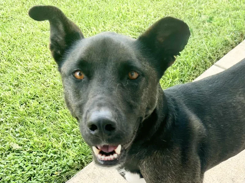 An adult large-sized female Black Mixed Breed dog named Ruth for adoption in Georgetown, TX
