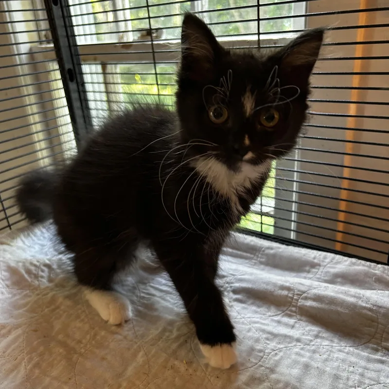 A baby medium-sized female Black & White / Tuxedo Domestic Long Hair cat named Neko for adoption in Norwalk, CT
