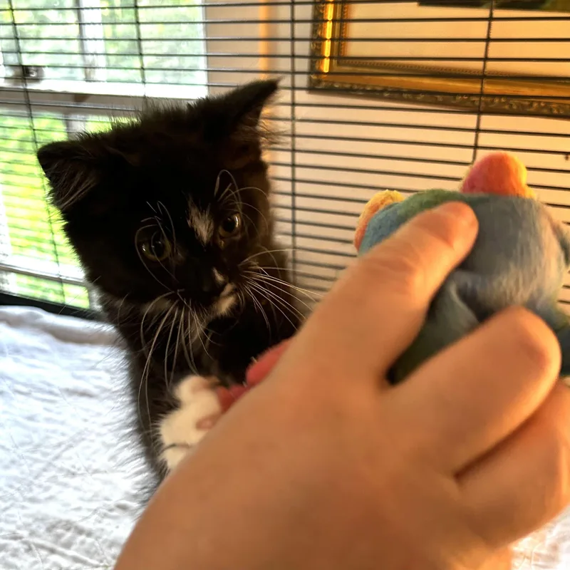 Neko thumbnail 2