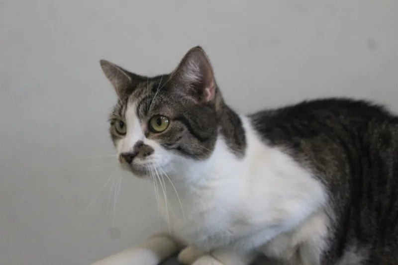 An adult large-sized male White Domestic Short Hair cat named Sleet for adoption in Chestertown, MD