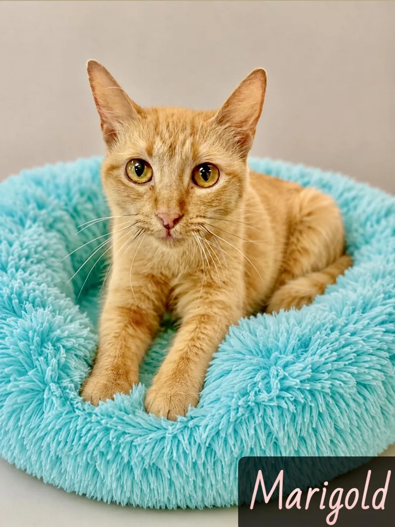 A young medium-sized female Calico Domestic Short Hair cat named Marigold for adoption in Englewood, FL