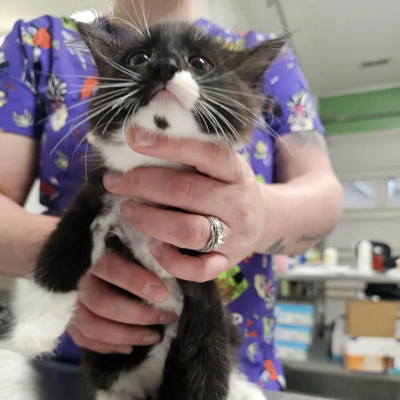 A baby small-sized female Black Domestic Long Hair cat named Heart Of Fear for adoption in Fredericksburg, VA