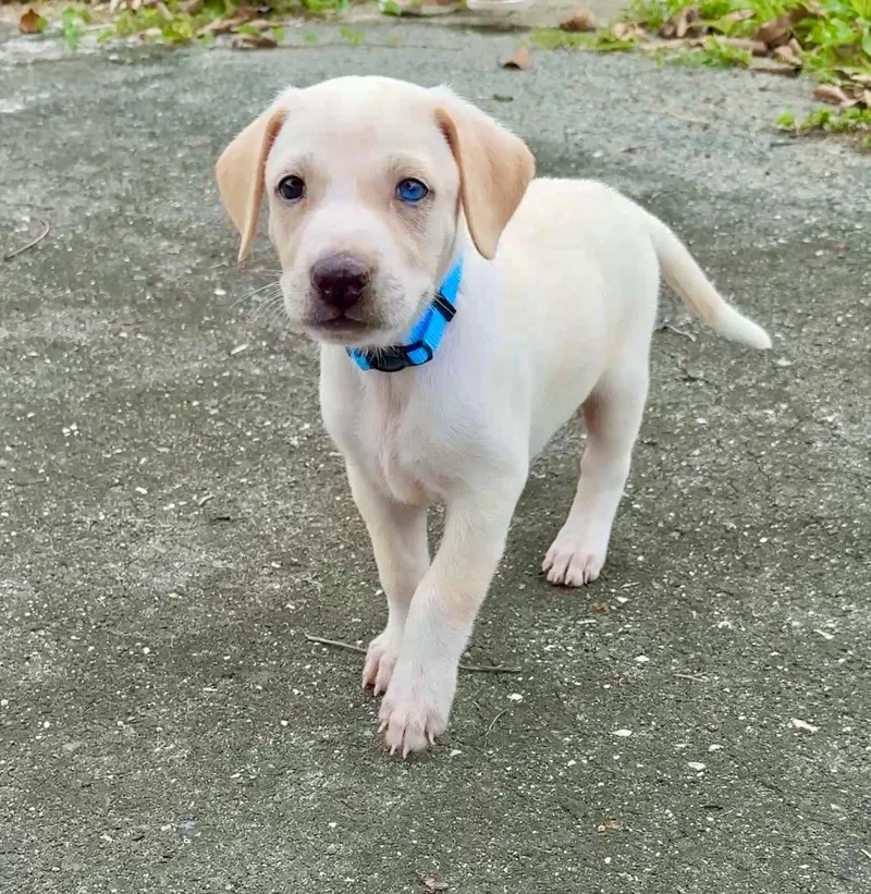 A baby medium-sized male White / Cream Labrador Retriever dog named Bluey   Blue for adoption in Isabela, PR