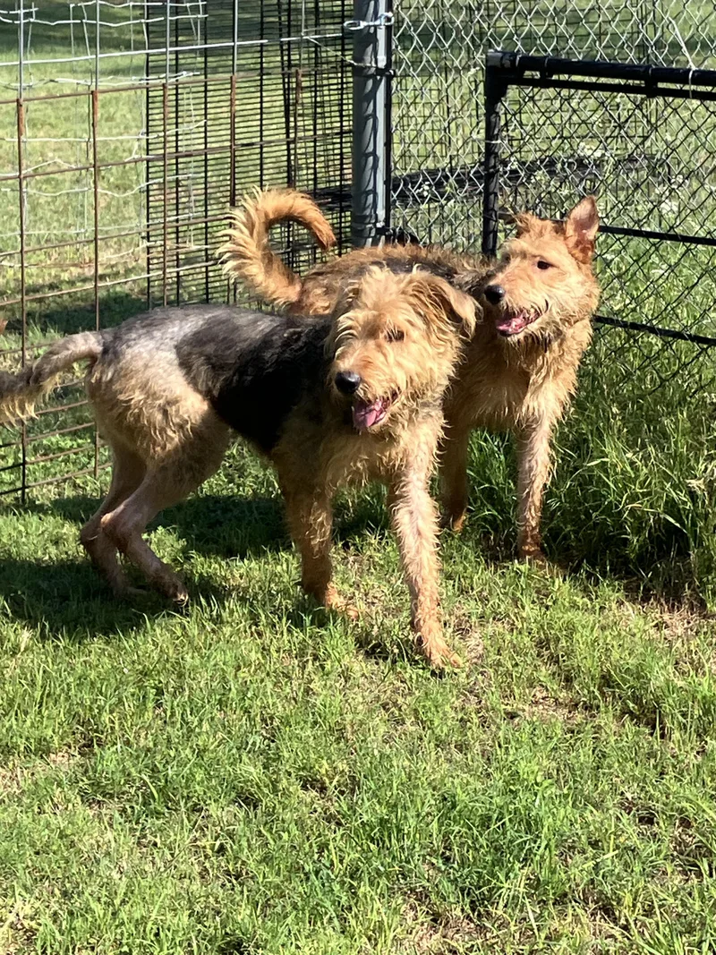 A young large-sized male Black Airedale Terrier dog named Zeussuch A Sweetie for adoption in Stephenville, TX