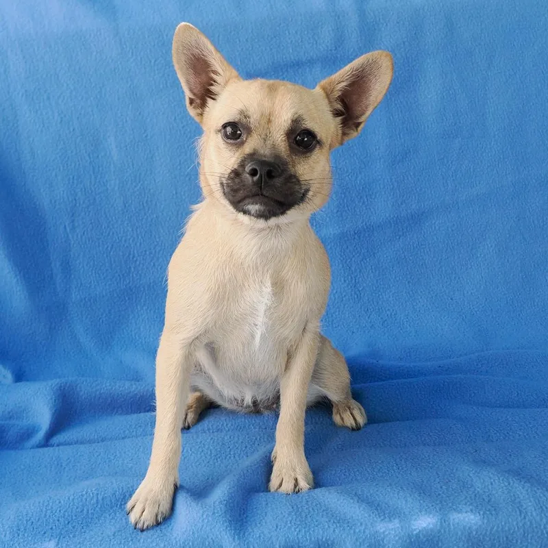 A young small-sized female Yellow / Tan / Blond / Fawn Pug dog named Seraphine for adoption in Point Richmond, CA