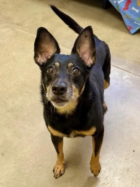 A senior small-sized female Bicolor Terrier dog named Lulu for adoption in Comfort, TX