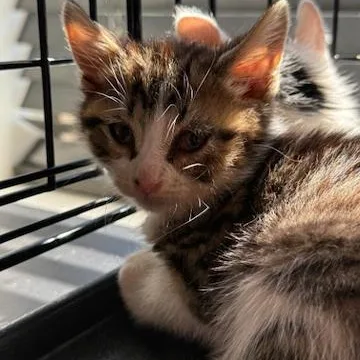 A baby medium-sized female Domestic Medium Hair cat named Lydia for adoption in Minneapolis, MN