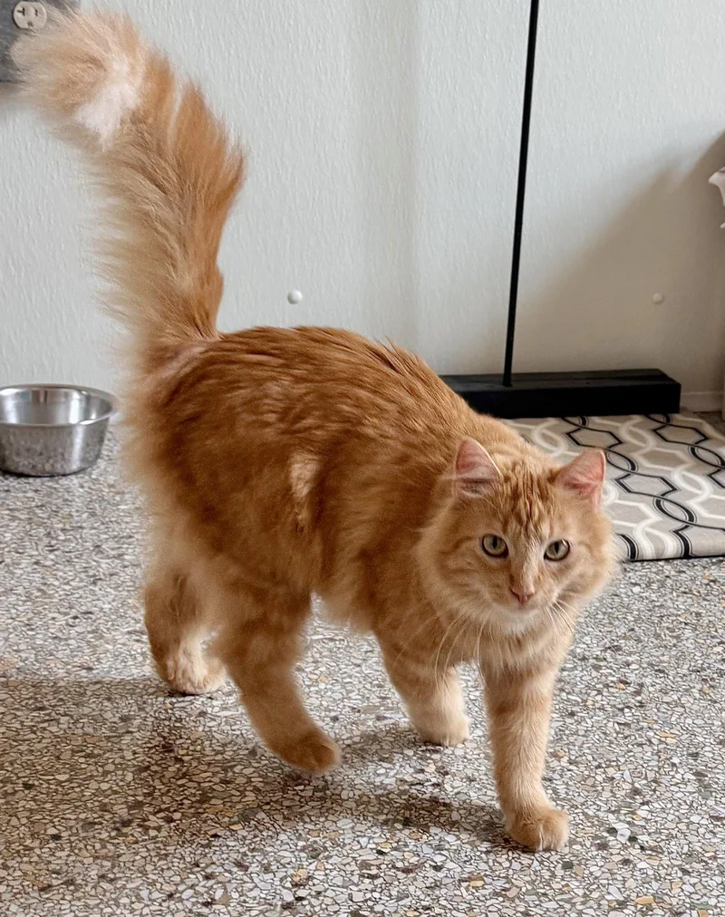 A young medium-sized female Orange / Red Domestic Long Hair cat named Creamsicle Delicious for adoption in Williamsburg, IA