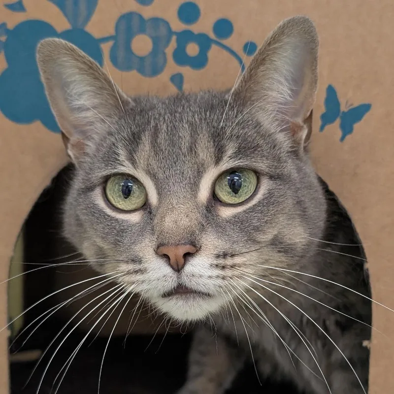 A senior large-sized female Brown / Chocolate Domestic Short Hair cat named Pie for adoption in West Olive, MI