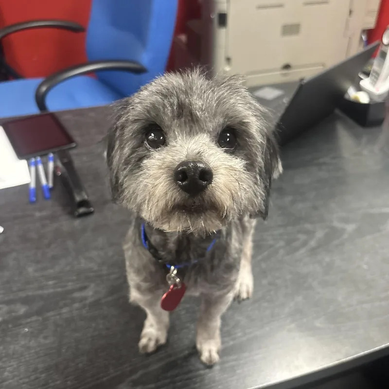 A young small-sized male Maltese dog named Toddy for adoption in Phoenix, AZ