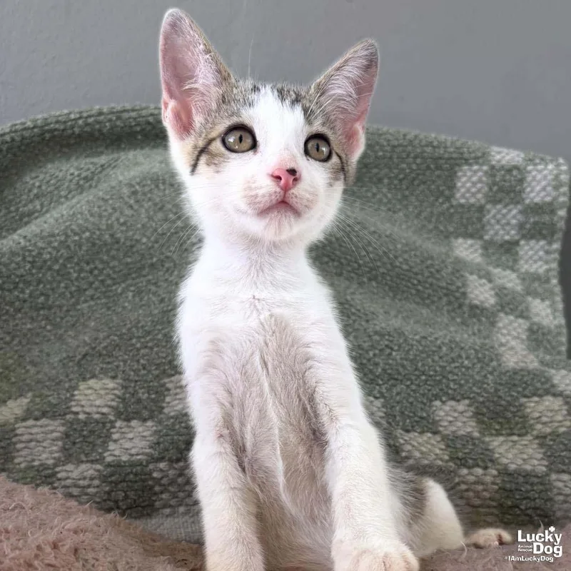 A baby medium-sized male Domestic Short Hair cat named Tiny Snickers for adoption in Washington, DC