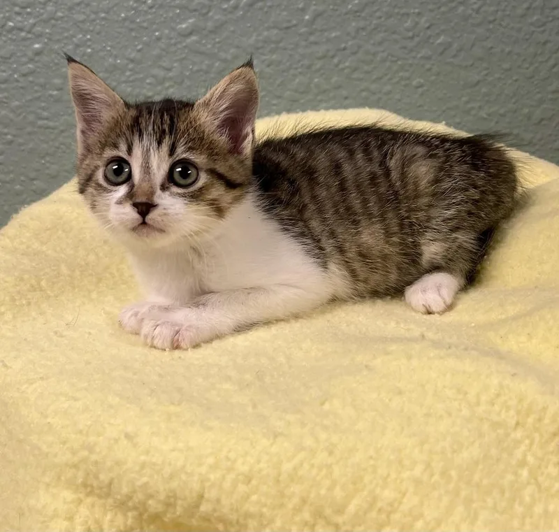 A baby small-sized female Domestic Short Hair cat named Cherry for adoption in Jamestown, CA
