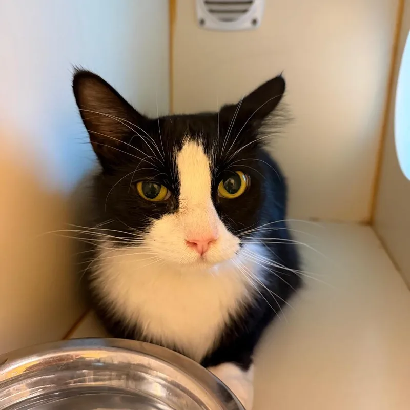 Merlin