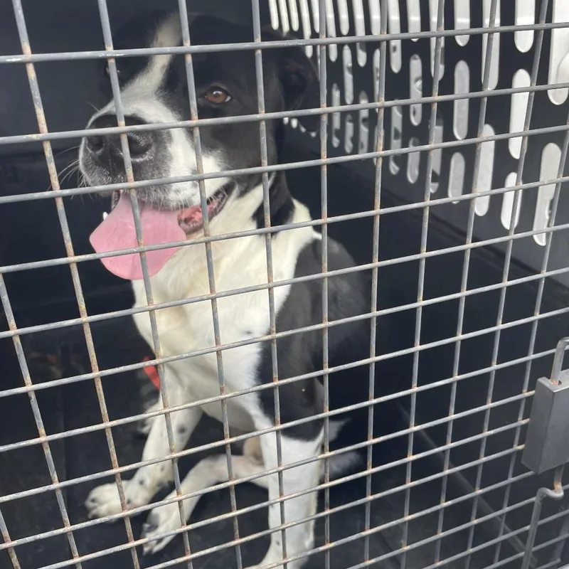 An adult medium-sized male Black Mixed Breed dog named Adonis for adoption in Lake Jackson, TX
