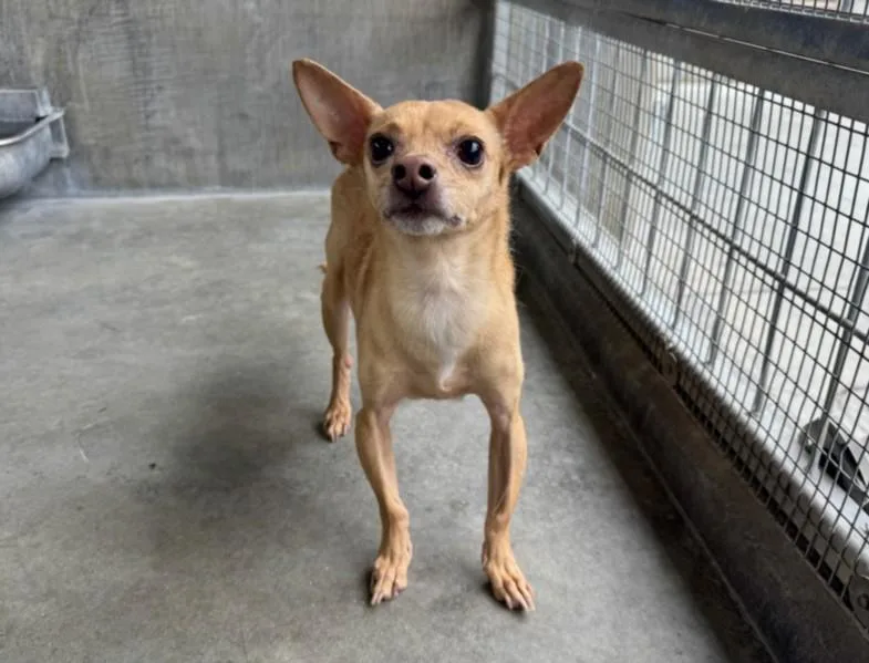 An adult small-sized female Chihuahua dog named Francis for adoption in Los Angeles, CA
