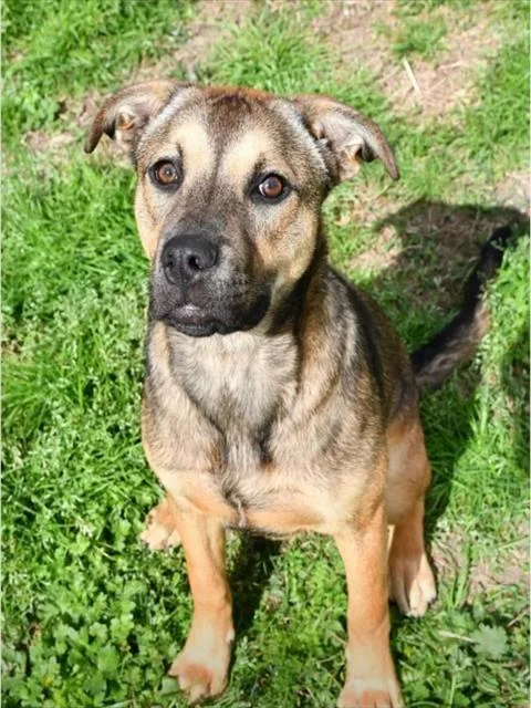 A young medium-sized female German Shepherd Dog dog named Zoya for adoption in Westminster, MD