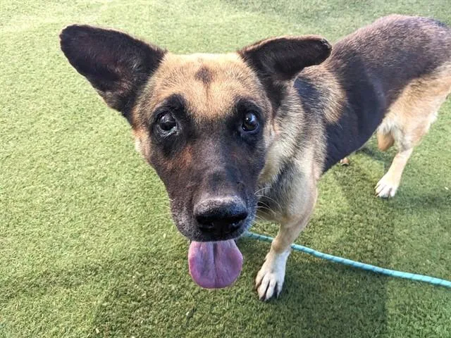 A senior large-sized female German Shepherd Dog dog named Miriam for adoption in Phoenix, AZ