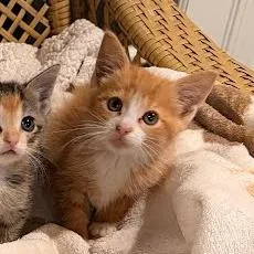 A baby small-sized male Orange / Red Domestic Short Hair cat named Raphael for adoption in South Elgin, IL
