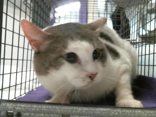 A young medium-sized male Domestic Short Hair cat named Charles for adoption in Houston, TX