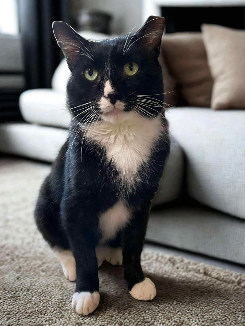 Sylvester thumbnail 2