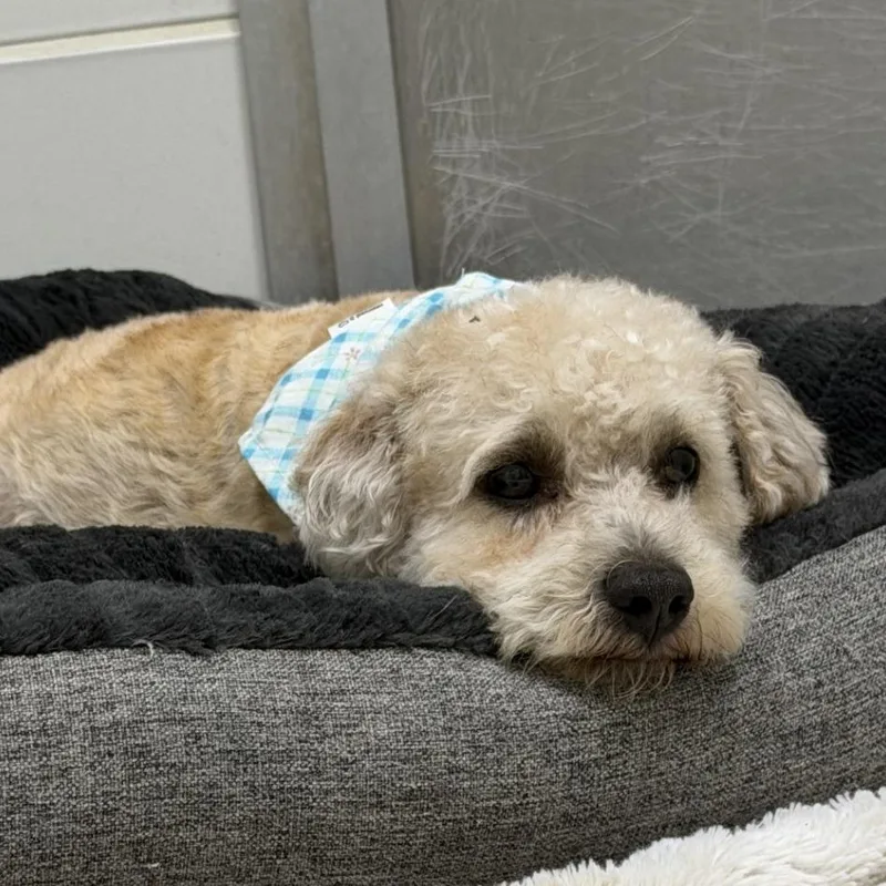 An adult small-sized male Gray / Blue / Silver Yorkshire Terrier dog named Perez for adoption in Gloucester, VA