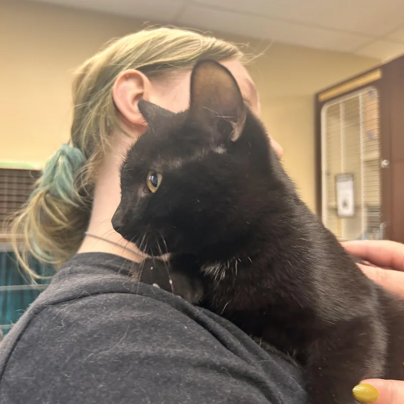 A young small-sized female Domestic Short Hair cat named Meleys for adoption in Myerstown, PA