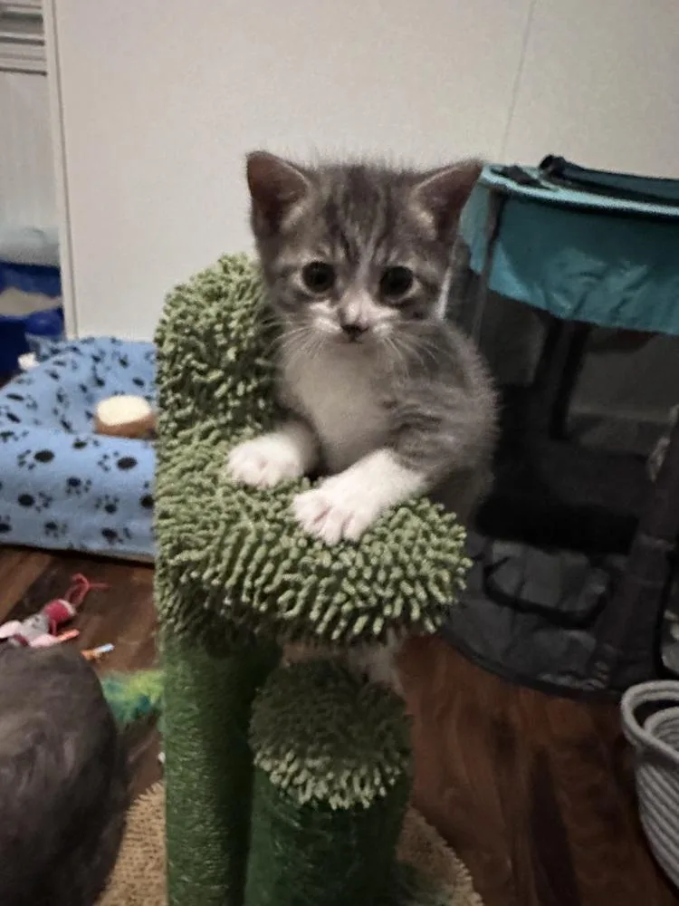 A baby small-sized male Domestic Short Hair cat named Lenny for adoption in Ferndale, MI