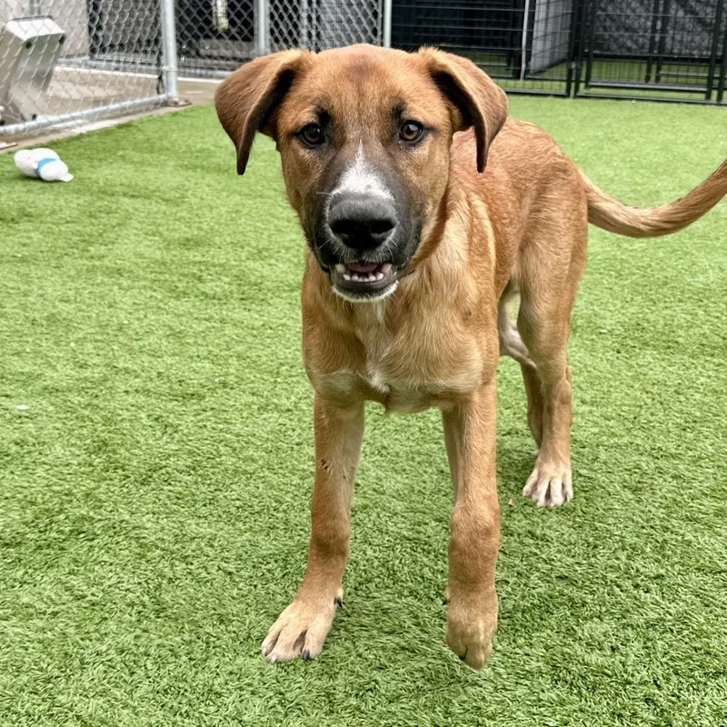 A young medium-sized male Yellow / Tan / Blond / Fawn Mixed Breed dog named Hobbes for adoption in Matteson, IL