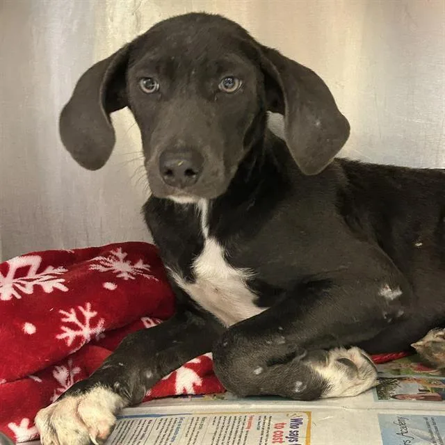 A baby small-sized male Labrador Retriever dog named Caprese for adoption in San Antonio, TX