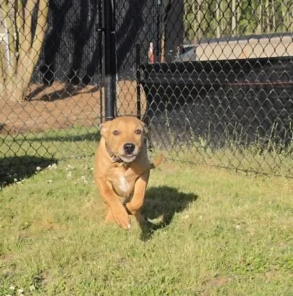A baby medium-sized female Carolina Dog dog named Leigh for adoption in Conway, SC