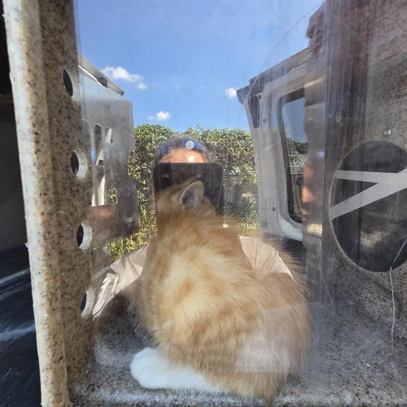 A baby small-sized male Orange / Red Domestic Short Hair cat named Moeris for adoption in Philadelphia, PA