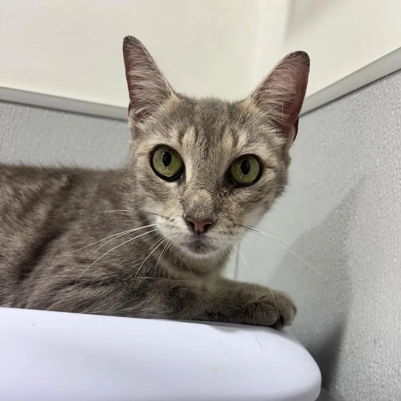 An adult medium-sized female Gray / Blue / Silver Domestic Short Hair cat named Nina for adoption in Tampa, FL
