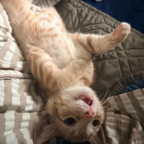 A baby small-sized male Orange / Red Domestic Short Hair cat named Pinto for adoption in Houston, TX