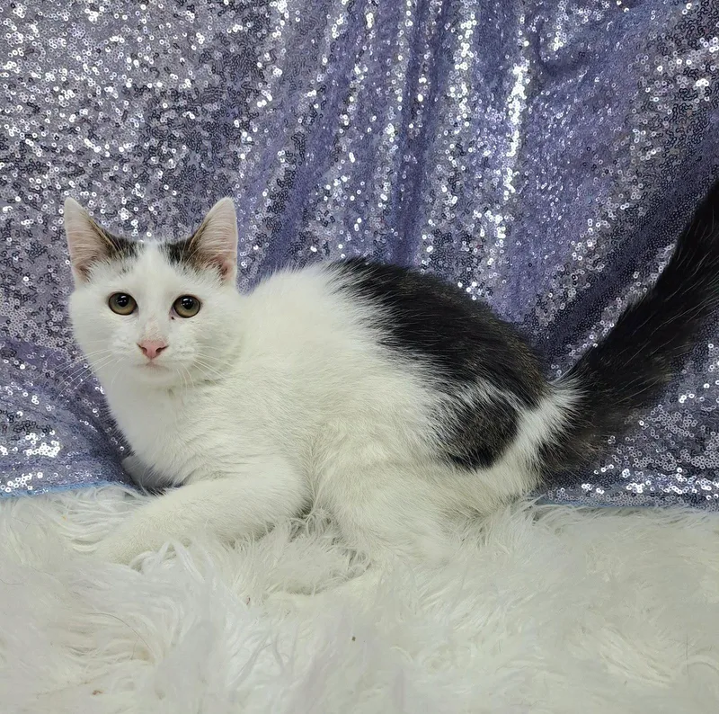 A young medium-sized male Domestic Short Hair cat named Oliver for adoption in Clarkesville, GA