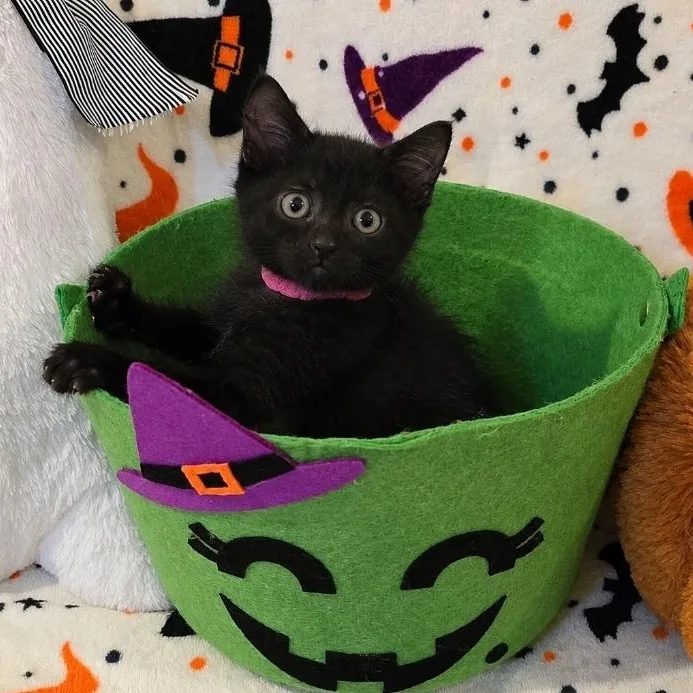 A baby medium-sized female Domestic Short Hair cat named Fortune for adoption in Moriches, NY