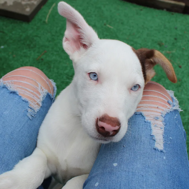 A baby medium-sized female White / Cream Pit Bull Terrier dog named Romaine for adoption in Silvana, WA