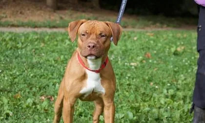 An adult medium-sized male Mixed Breed dog named Niles for adoption in West Chester, PA