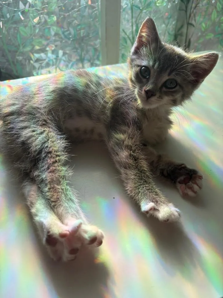 A baby medium-sized female Domestic Short Hair cat named Petunia for adoption in Salt Lake City, UT