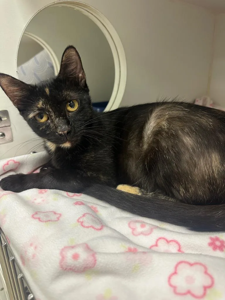 A young medium-sized female Domestic Short Hair cat named Sassy for adoption in Johnson City, TN