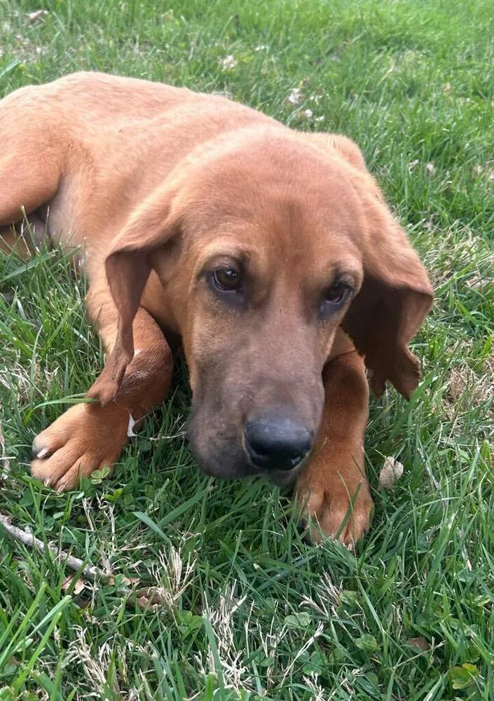 A young large-sized male Bloodhound dog named Duke Bros : Luke for adoption in Aurora, IN