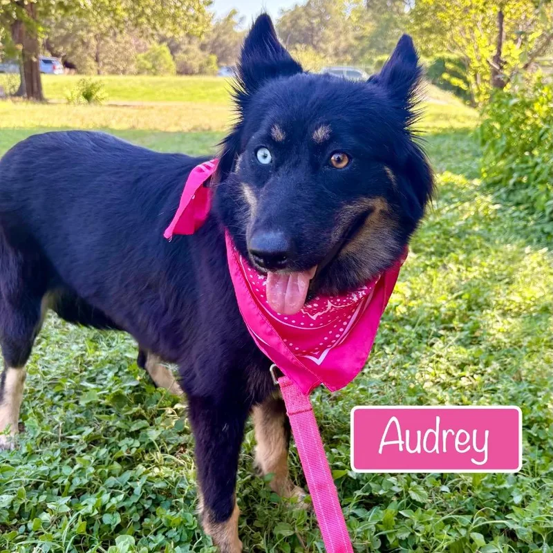 Audrey
