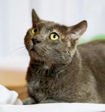 Steve Harris thumbnail 3