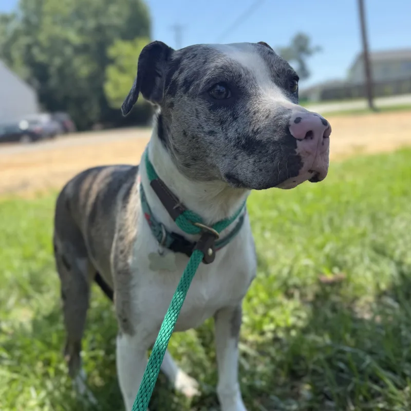 An adult medium-sized male Merle (Blue) Catahoula Leopard Dog dog named Wilbur for adoption in Columbia, SC