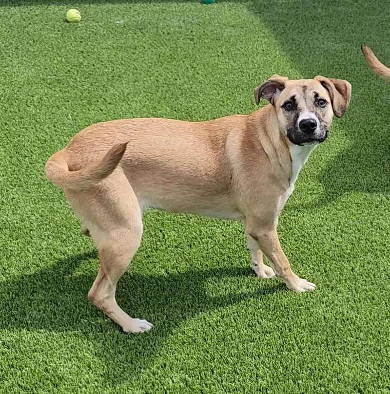 A young medium-sized female Mixed Breed dog named July for adoption in Frankfort, KY